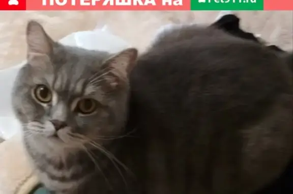 Потерянные животные Ижевск, фото: Пропала кошка Персик в Ижевске, Сосновый Бор 2