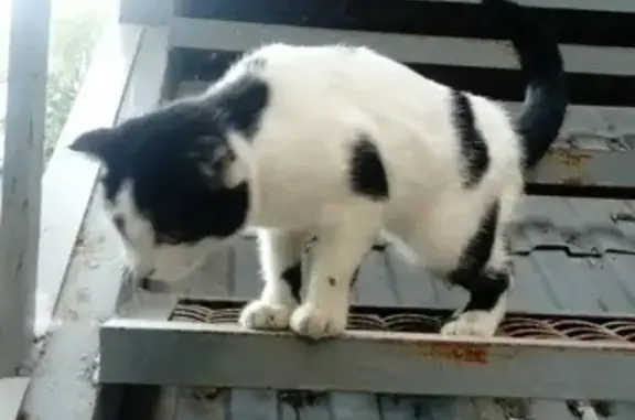 Пропала кошка на улице Революционной, 109