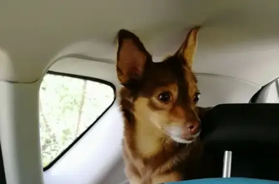 Найдена собака без ошейника в Боровском поселке