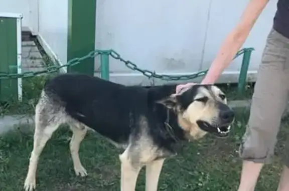 Найдена собака в Новоглаголево, Московская область