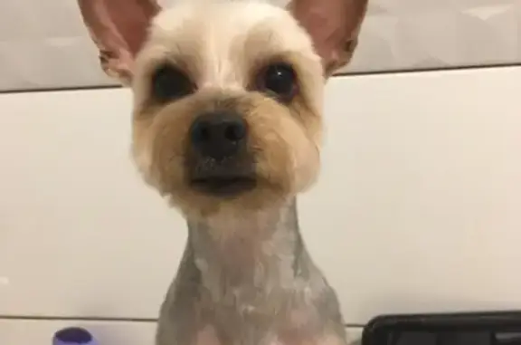 Собаки потеряшки, Калининград, фото: Потеряшка кобель Патрик в Калининграде, ул. Н.Карамзина - у.Громовой, Жк Атлант.