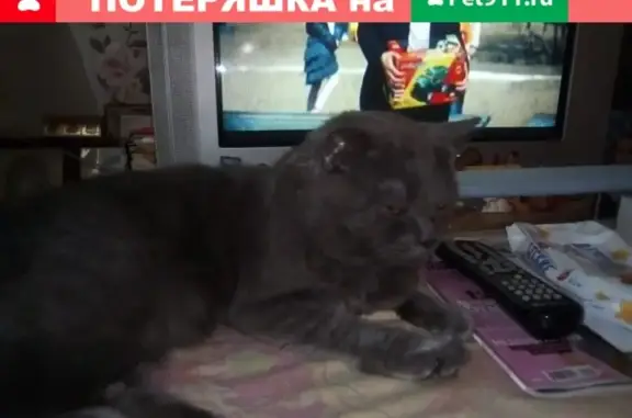 Найден кот на ул. Морская, Волгодонск