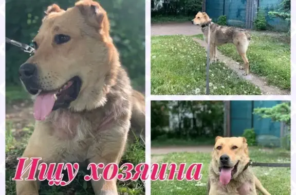 Найдена собака, Москва, фото: Найдена собака в Кожухово, нужен дом!
