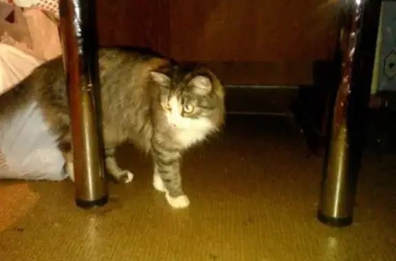Пропала кошка Маня в Орле