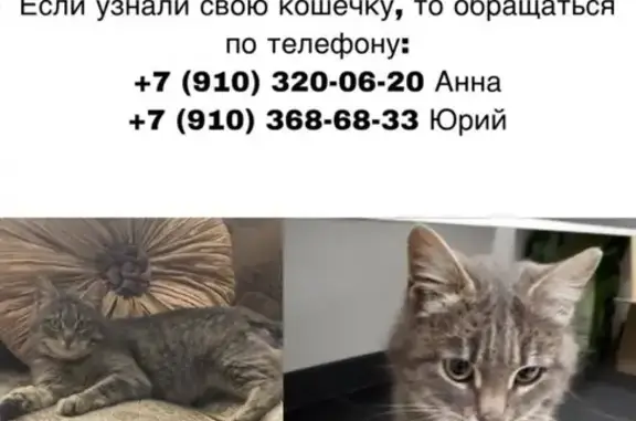 Найдена домашняя кошка на проспекте Ватутина, Белгород
