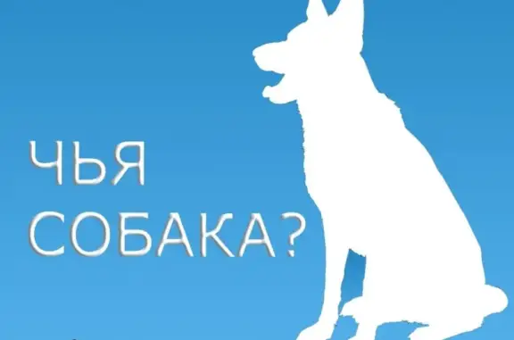 Найдена собака на ул. 1 Пятилетки/40 лет Октября