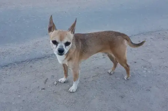 Потерялась собака в районе деревни Киселевка, Смоленск