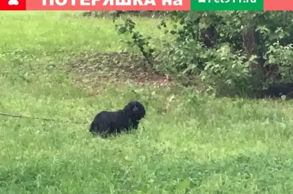 Найдена собака в поселке Северный, контакты в VK.