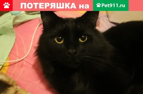 Пропала кошка на Челюскинской улице, Москва