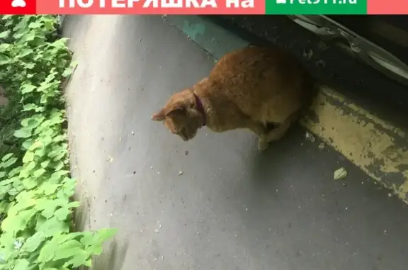 Потерянная кошка на Вагоноремонтной 17 в Москве