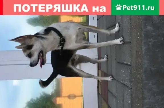 Найдена собака на ул. Широкой, похожа на чихуахуа с длинными ногами