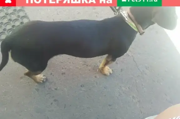 Собака найдена возле пятерки в Чехове