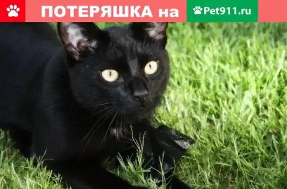 Найден крупный кот в Малеевке, Ковров, Владимирская обл.