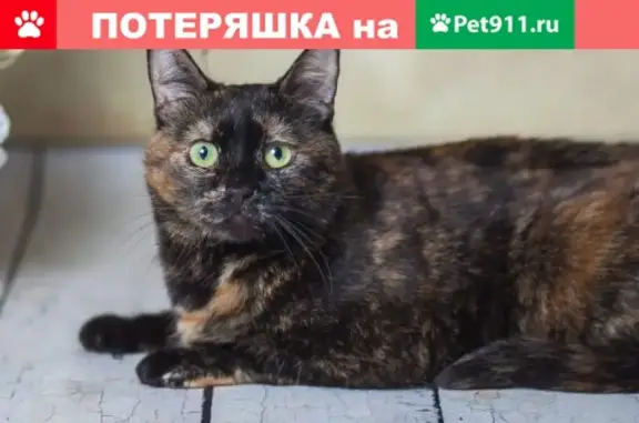 Пропала кошка в Петрозаводске, Карелия