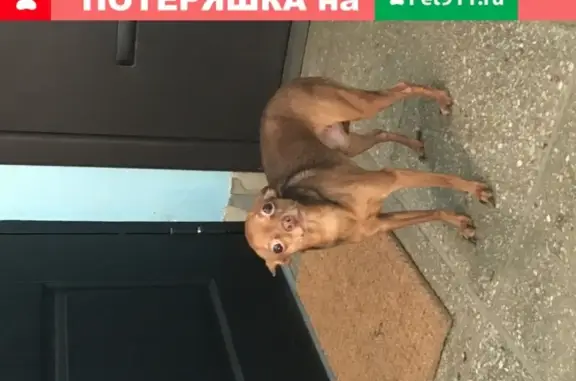 Найденные животные Москва, фото: Найдена собака с клеймом в Москве