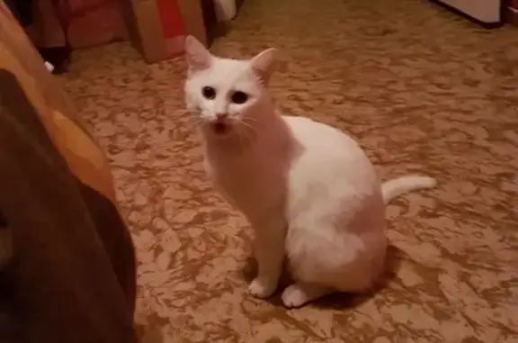 Пропала кошка Кузя в Загорянском, ул. Орджоникидзе
