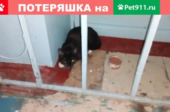 Найдена кошка на ул. Стоителей 28, Северск