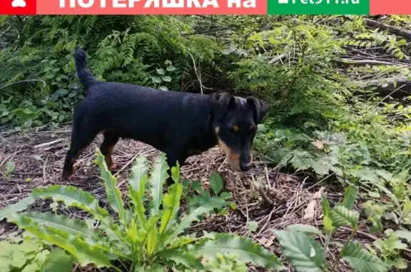 Пропала собака Локки в Шопино, Белгородская обл.