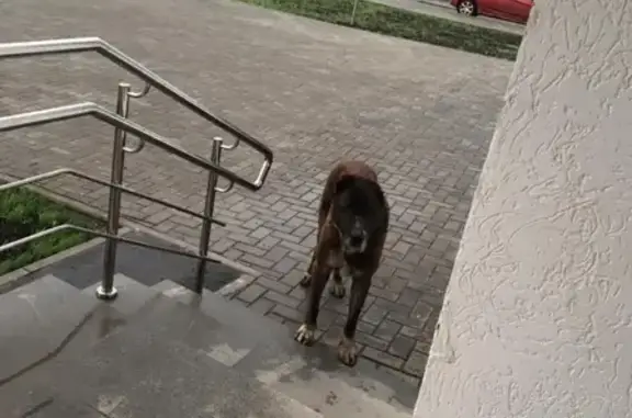 Найдена собака на ул. Крауля, 168Б в Екатеринбурге