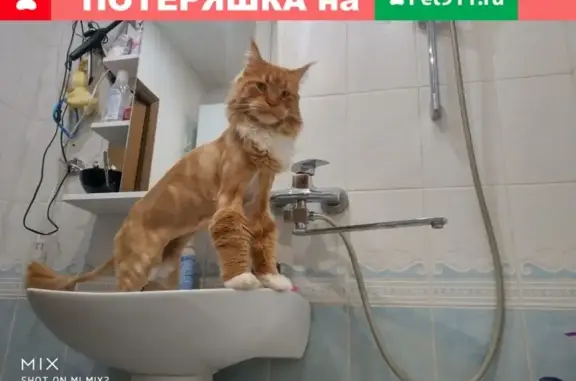 Пропала кошка в Кратово, Московская область, вознаграждение гарантировано.