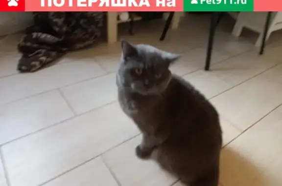 Пропал кот Смог в Чехове, Московская область (41 символ)