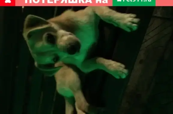 Найдена собака в посёлке Кудепста, нужен новый хозяин!