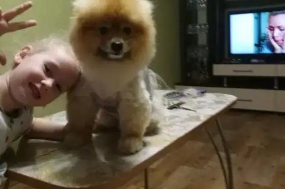 Собаки потеряшки, Нижний Новгород, фото: Потеряшка собака Шпиц в СНТ5, Автозавод, вознаграждение