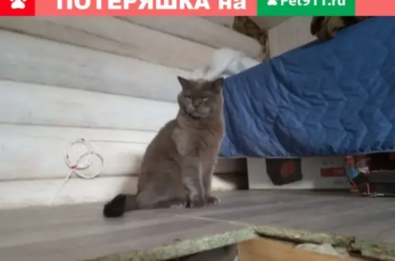 Пропал кот на ул. Чепелево, 41