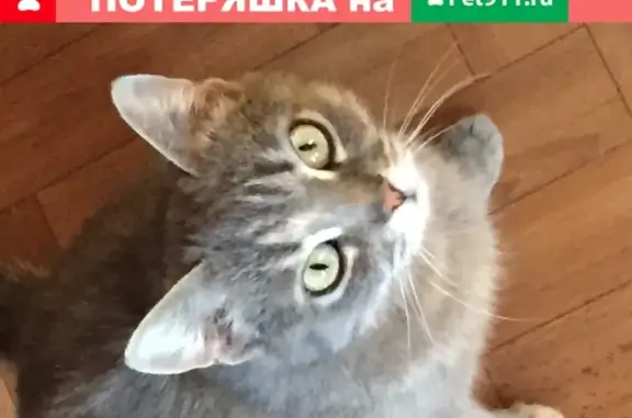 Найдена кошка в деревне Красные Орлы, Чеховский р-н, ищем хозяев