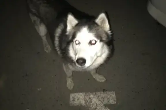 Собака Хаски найдена на острове Татышев (Красноярск)