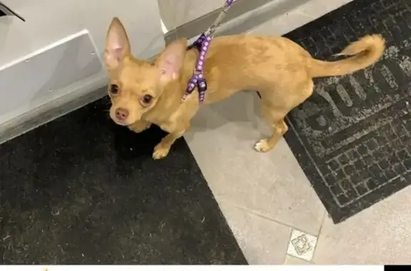 Потерянные животные Москва, фото: Пропала собака Чихуа хуа в поселке Коренёво, Московская область