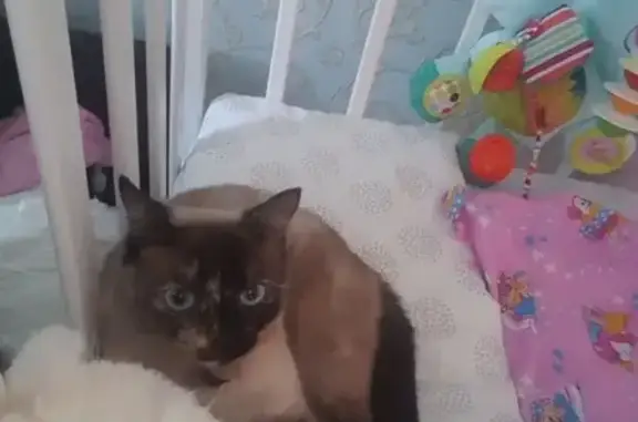 Кошки потеряшки, ДНТ Северное Сияние, фото: Потеряшка кошка в ДНТ Северное Сияние, Новый Уренгой