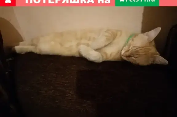 Пропал кот на улице Ткачева, Новороссийск