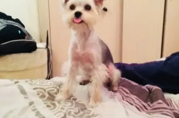 Собаки потеряшки, Липецк, фото: Потеряшка собака Йорк в Липецке, район Быханов сад, 4 июня