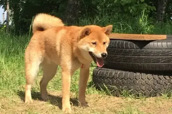 Собаки потеряшки, Кострома, фото: Потеряшка собака Арчи возле 23 школы, Кострома