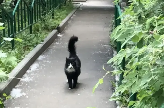 Найдена ласковая кошка на ул. Космонавта Волкова, 15к1.