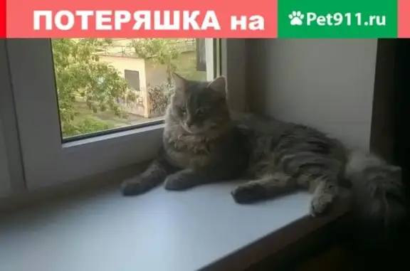 Пропала кошка #магнитогорск #потеряшеп@zoo_mgn
