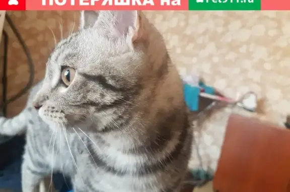 Пропала кошка на улице 50 лет Октября