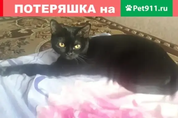 Пропала кошка на Октябрьской 24 в Междуреченске
