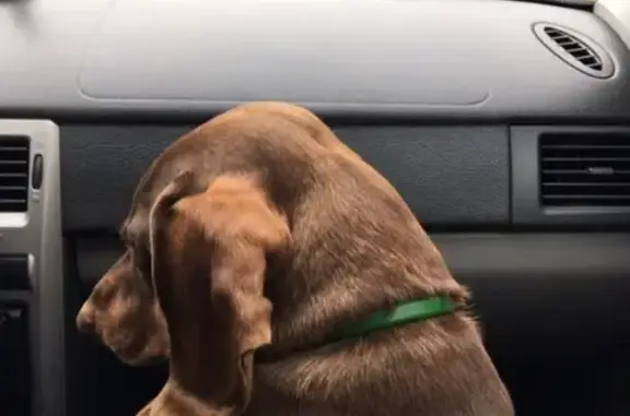 Собаки потеряшки, Озерский городской округ, фото: Потеряшка такса в районе магазина 