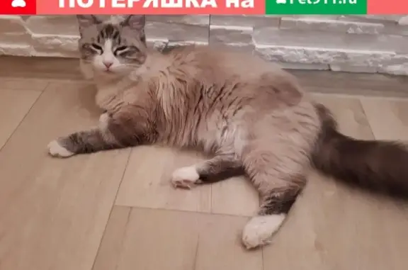 Пропала кошка на ул. Димитрова (Кострома)