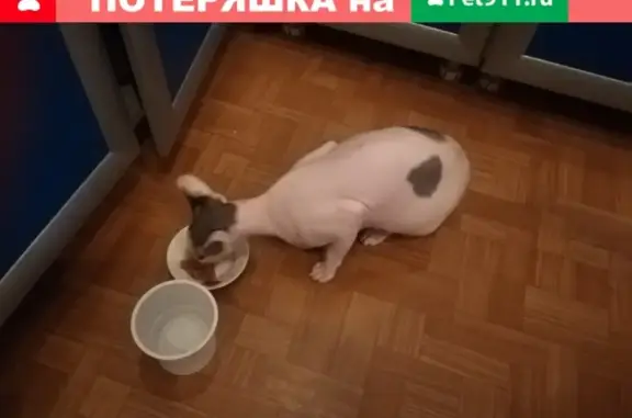 Найдена кошка породы сфинкс в Ульяновске