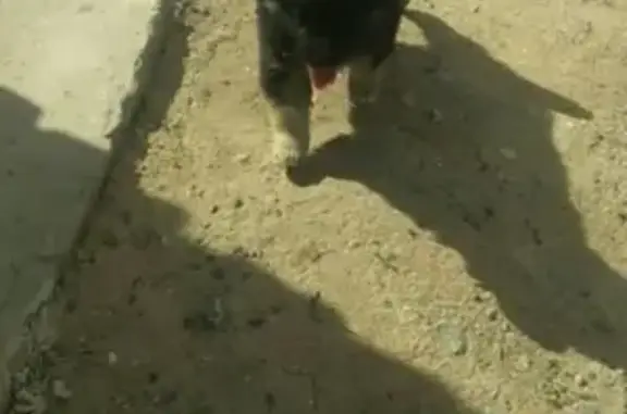 Пропал щенок в селе Белый Яр, Хакасия