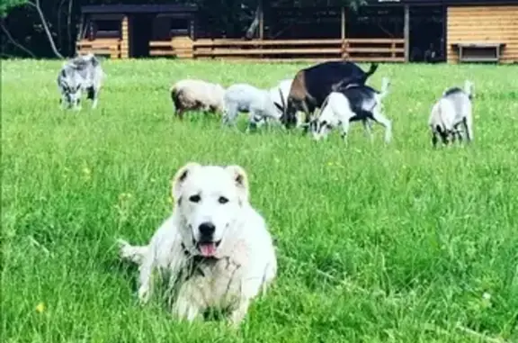 Собаки потеряшки, Дубачино, фото: Потеряшка собака в Дубачино, Московская область