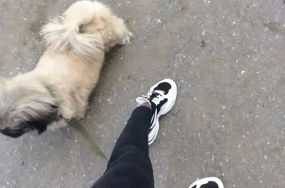 Пропала собака породы пикинес в районе обувной (Пензенская область)
