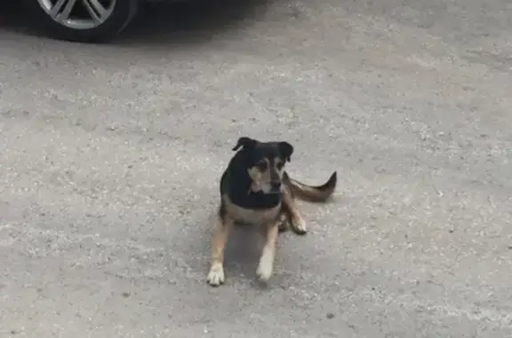 Найдена собака на ул. Спартаковской, 7 в Перми