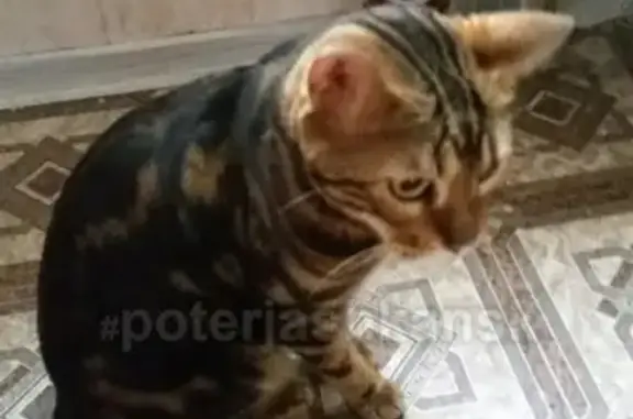 Найдена бенгальская кошка на Полевой 3, верну хозяину