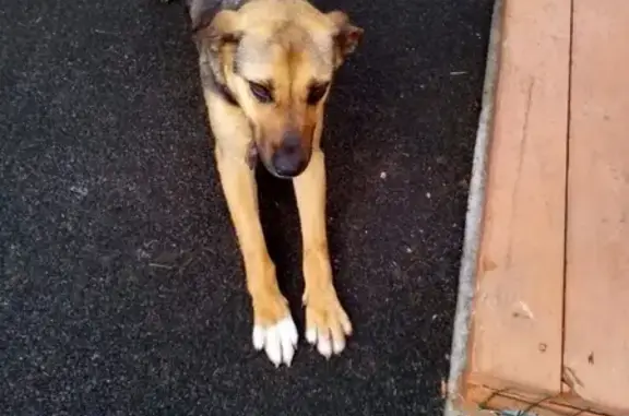 Найдена собака в СНТ Малиновка, ищем хозяина