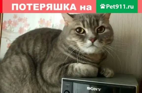 Кошки потеряшки, Ульяновск, фото: Потеряшка кошка на бульваре Архитекторов, Ульяновск