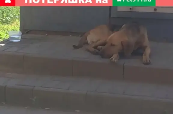 Найдена собака в п.Строитель, Тамбов. Телефон: